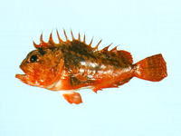 Richardsonichthys leucogaster, Whiteface waspfish: