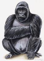 Image of: Gorilla beringei (eastern gorilla)