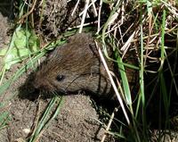 Image of: Microtus pennsylvanicus (meadow vole)