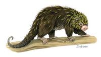 Image of: Sphiggurus mexicanus (Mexican hairy dwarf porcupine)