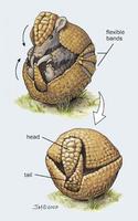 Image of: Tolypeutes matacus (southern three-banded armadillo)