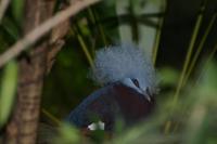 Goura scheepmakeri - Southern Crowned-Pigeon