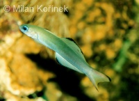 Ptereleotris evides - Blackfin Dartfish