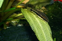 Otocinclus affinis - Dwarf Sucking Catfish