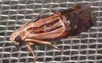 ナカアカスジマダラメイガ Nephopterix bicolorella
