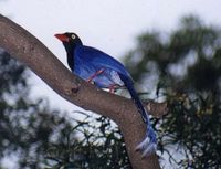 Taiwan Blue Magpie - Urocissa caerulea