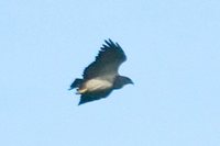Black-chested Buzzard-Eagle - Geranoaetus melanoleucus
