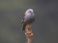 Maroon-backed Accentor - Prunella immaculata