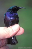Purple-banded Sunbird - Cinnyris bifasciatus