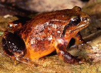 : Philoria kundagungan; Mountain Frog