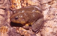 : Pyxicephalus edulis; Edible Bullfrog