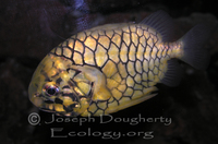 : Monocentris japonica; Pinecone Fish