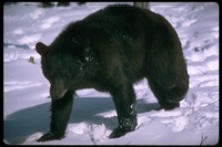 : Ursus americanus; Black Bear