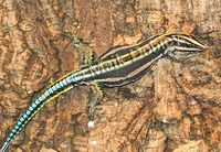 : Holaspis guentheri; Blue-tailed Tree Lizard