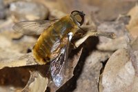 : Villa agrippina; Bee Fly