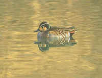 The now-rare Baikal Teal has been seen during FONT Winter Tours
