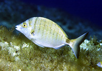 Diplodus puntazzo, Sharpsnout seabream: fisheries, gamefish