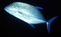 Caranx melampygus, Bluefin trevally: fisheries, aquaculture, gamefish, aquarium