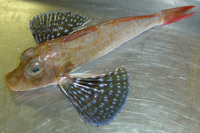 Prionotus longispinosus, Bigeye searobin: