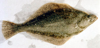 Parophrys vetulus, English sole: fisheries, gamefish