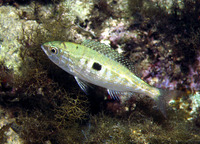 Spicara maena, Blotched picarel: fisheries, gamefish
