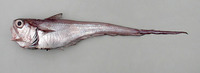 Nezumia aequalis, Common Atlantic grenadier: fisheries