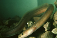 Anguilla malgumora, Indonesian longfinned eel: fisheries