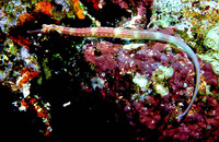 Corythoichthys nigripectus, Black-breasted pipefish: