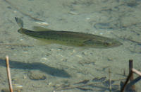 Image of: Micropterus dolomieu (smallmouth bass)