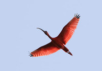 Scarlet Ibis (Eudocimus ruber) photo