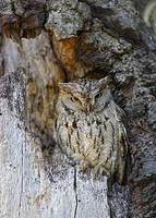 Western Screech-Owl (Otus kennicottii) photo