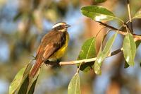 Rusty-margined  flycatcher   -   Myiozetetes  cayanensis   -