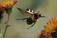 bee beetle ( Trichius fasciatu ) stock photo