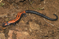 : Pseudoeurycea bellii bellii; Bell's False Brook Salamander