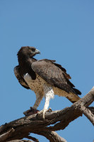 : Polemaetus bellicosus; Martial Eagle