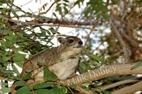 : Dendrohyrax arboreus; Tree Hyrax
