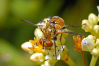 : Gymnoclytia sp.