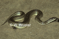 : Enhydris jagori; Jagor's Water Snake