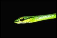 : Leptophis sp.; Parrot Snake