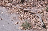 : Pituophis melanoleucus catenifer; Pacific Gopher Snake