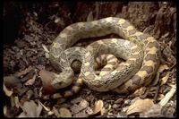 : Pituophis melanoleucus sayi; Gopher Snake