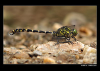 : Onychogomphus forcipatus; Small Pincertail