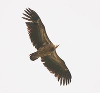 Himalayan Griffon-vulture