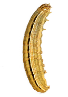 Mythimna pudorina - Striped Wainscot