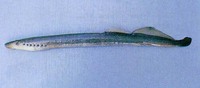 Lampetra camtschatica, Arctic lamprey: fisheries, aquaculture, bait