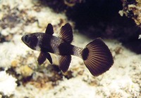 Pseudamia zonata, Paddlefish cardinalfish: