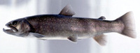 Salvelinus leucomaenis pluvius, : aquaculture