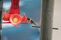 Archilochus colubris - Ruby-throated Hummingbird