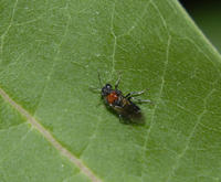 Image of: Tenthredinidae (common sawflies and tenthredinid sawflies)