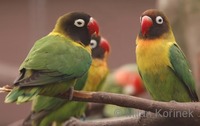 Agapornis personata - Yellow-collared Lovebird